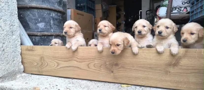 Yavru golden bebeklerimiz yeni sahiplerine hazır