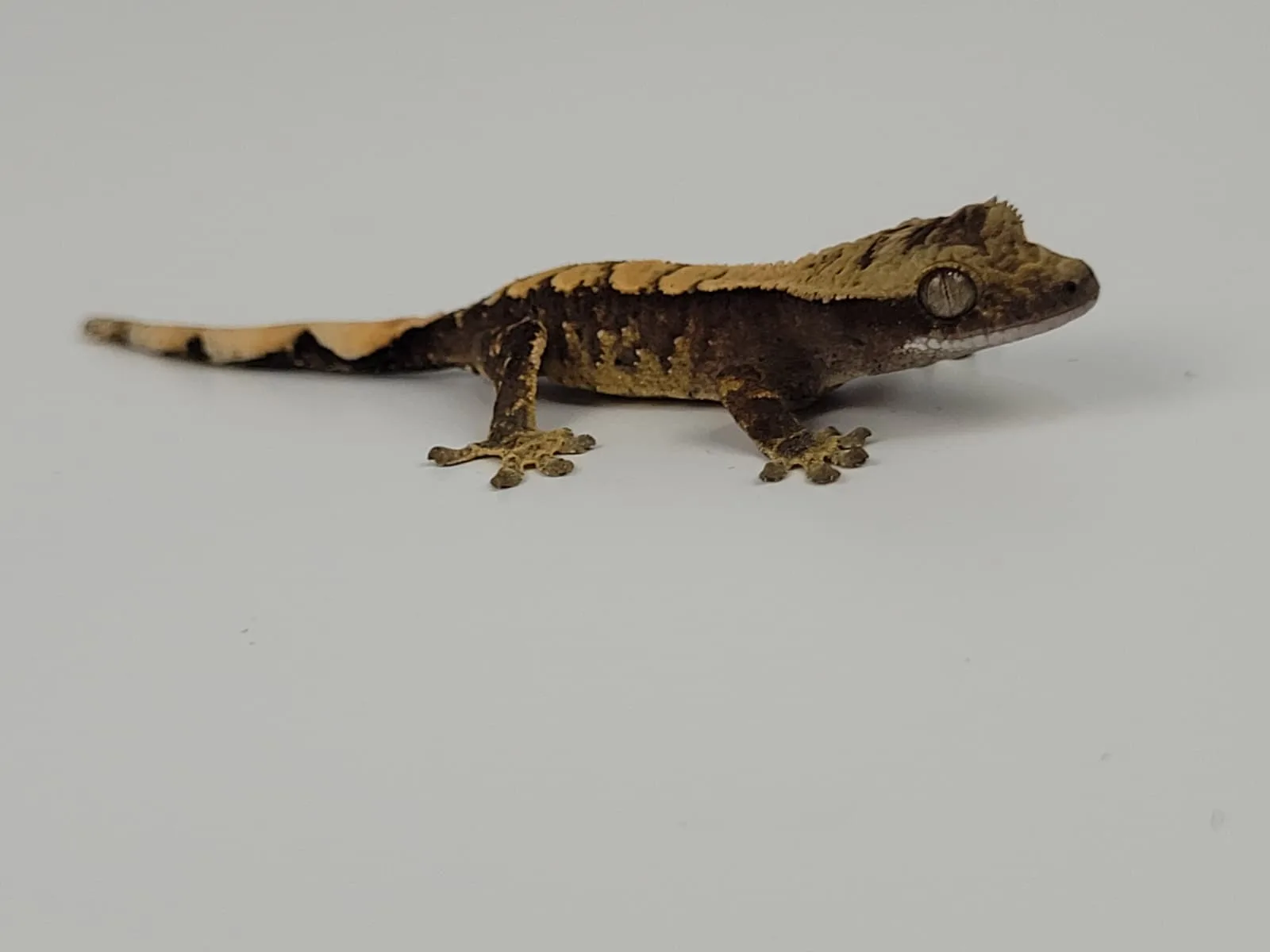 Sağlıklı Yavru Crested Geckolar - İzmir konumunda Satılık ilan