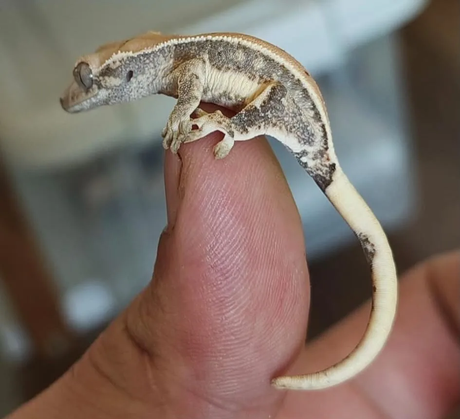 Yavru Crested Gecko