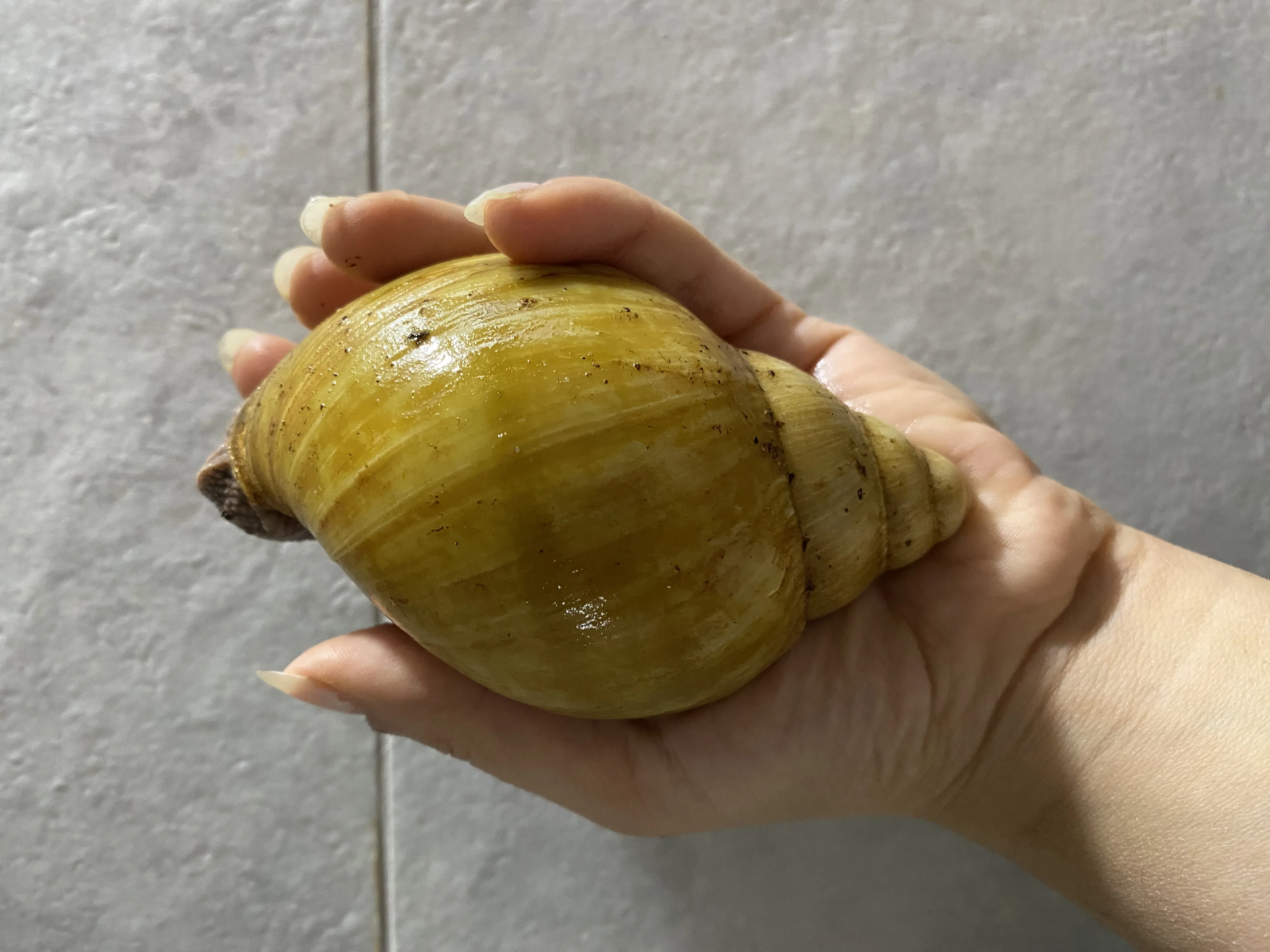 İcterica salyangoz - Antalya konumunda Satılık ilan
