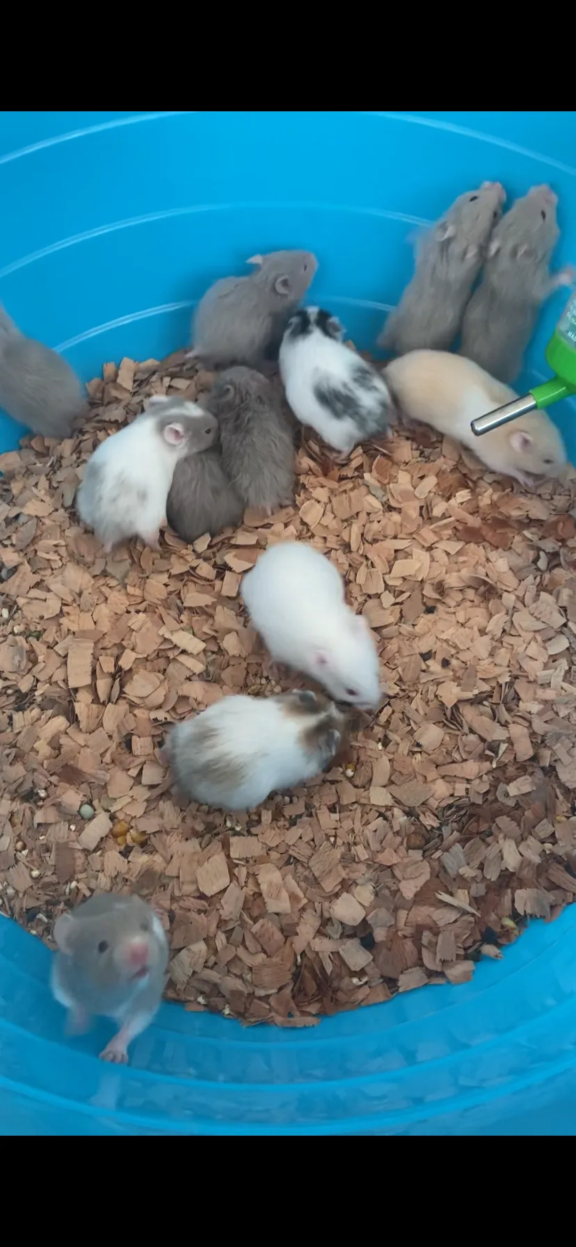 Dişi erkek karışık Suriye hamsterları - İzmir konumunda Satılık ilan