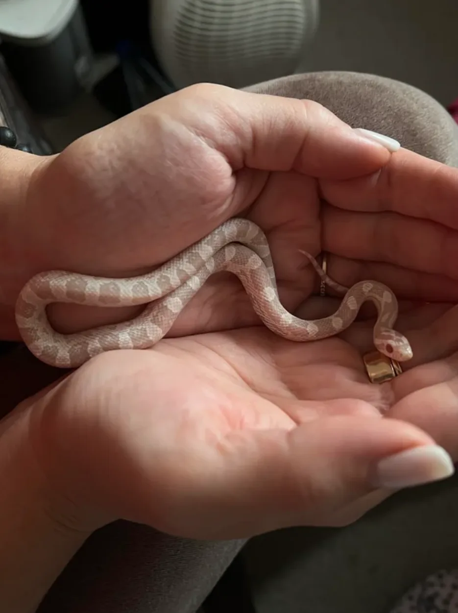 2 aylık corn snake