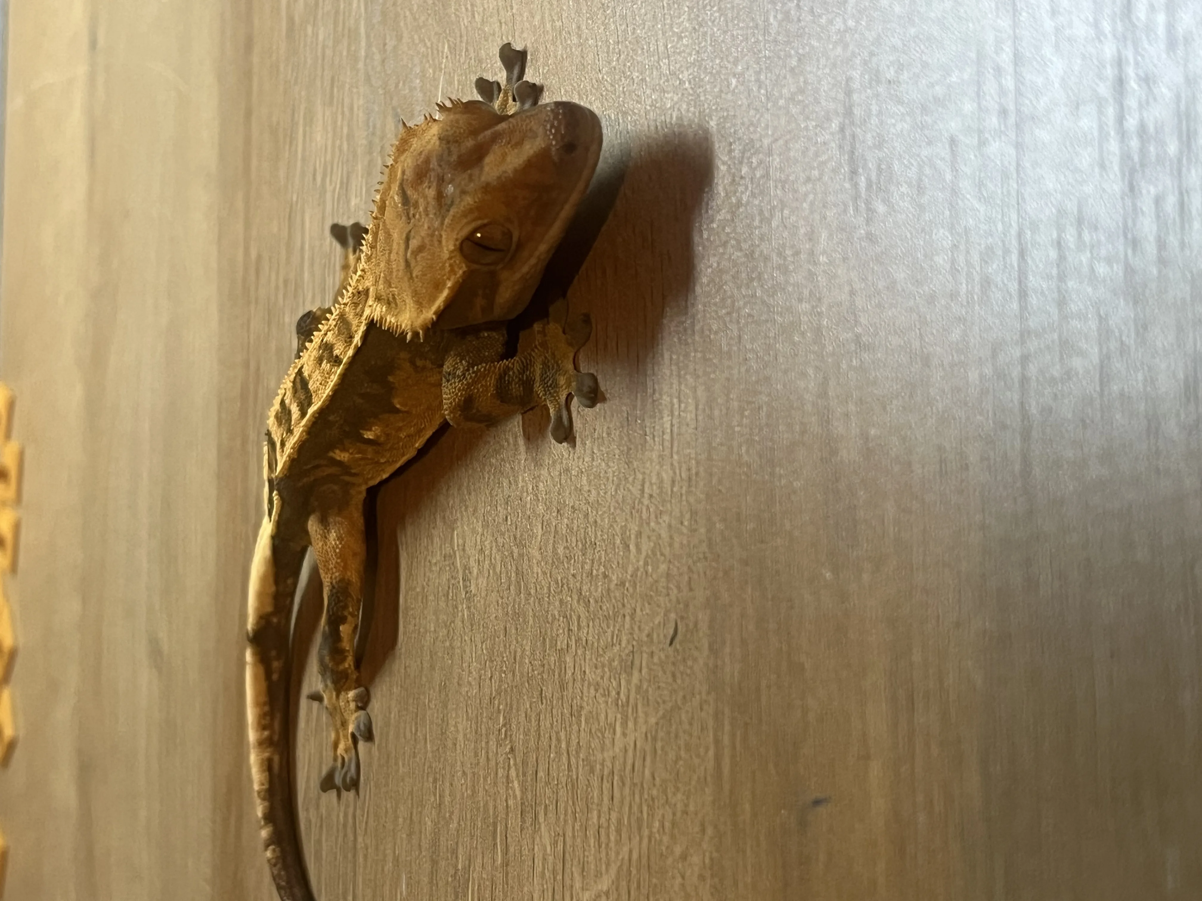1,5 yaşında sağlıklı erkek Crested Geckolar