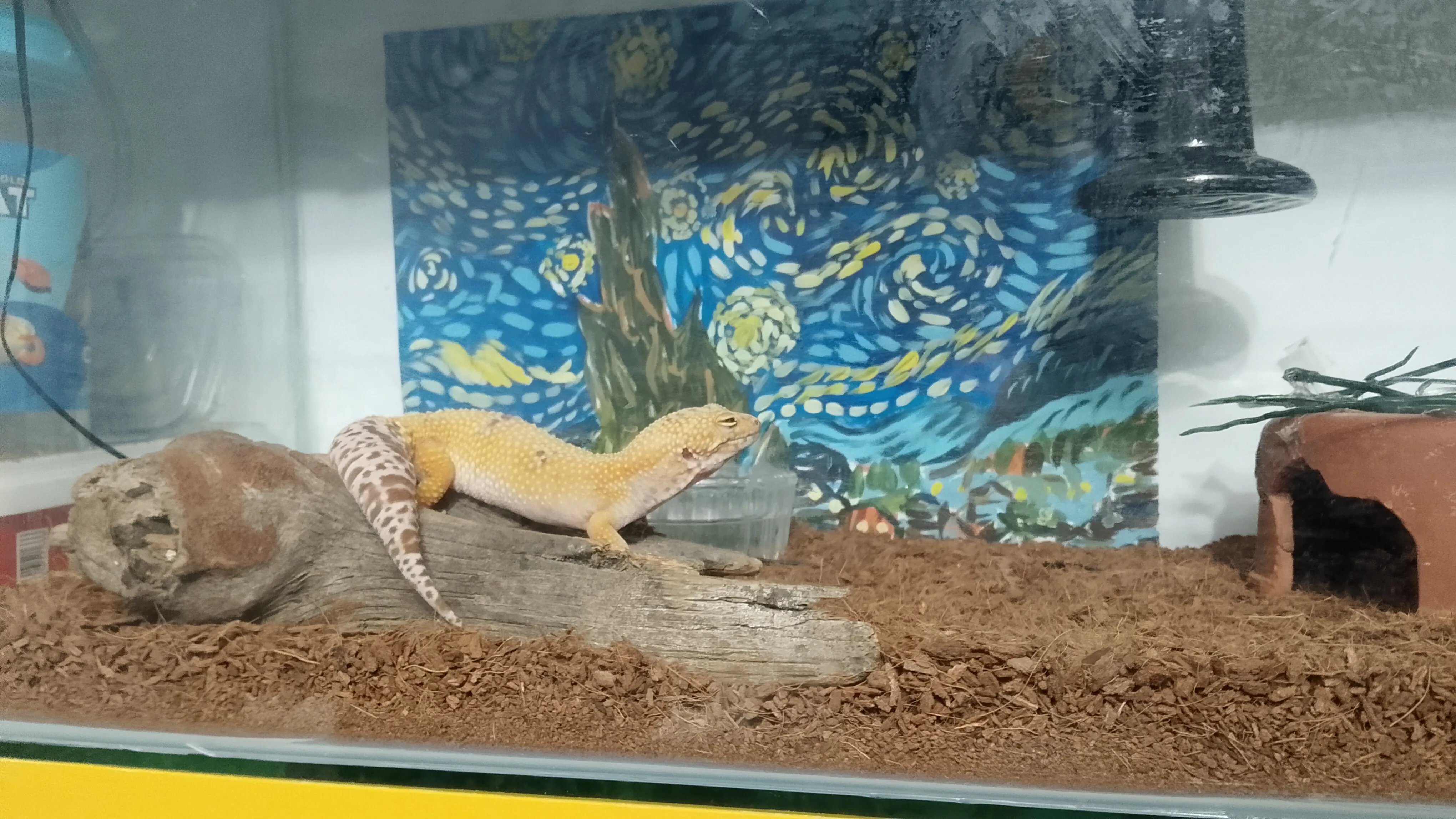 Leopard gekko 2 yaşında hypo tangerine morpuna sahip kendi üretimim ele alışkın uysal - Antalya konumunda Fiyat Sor ilan