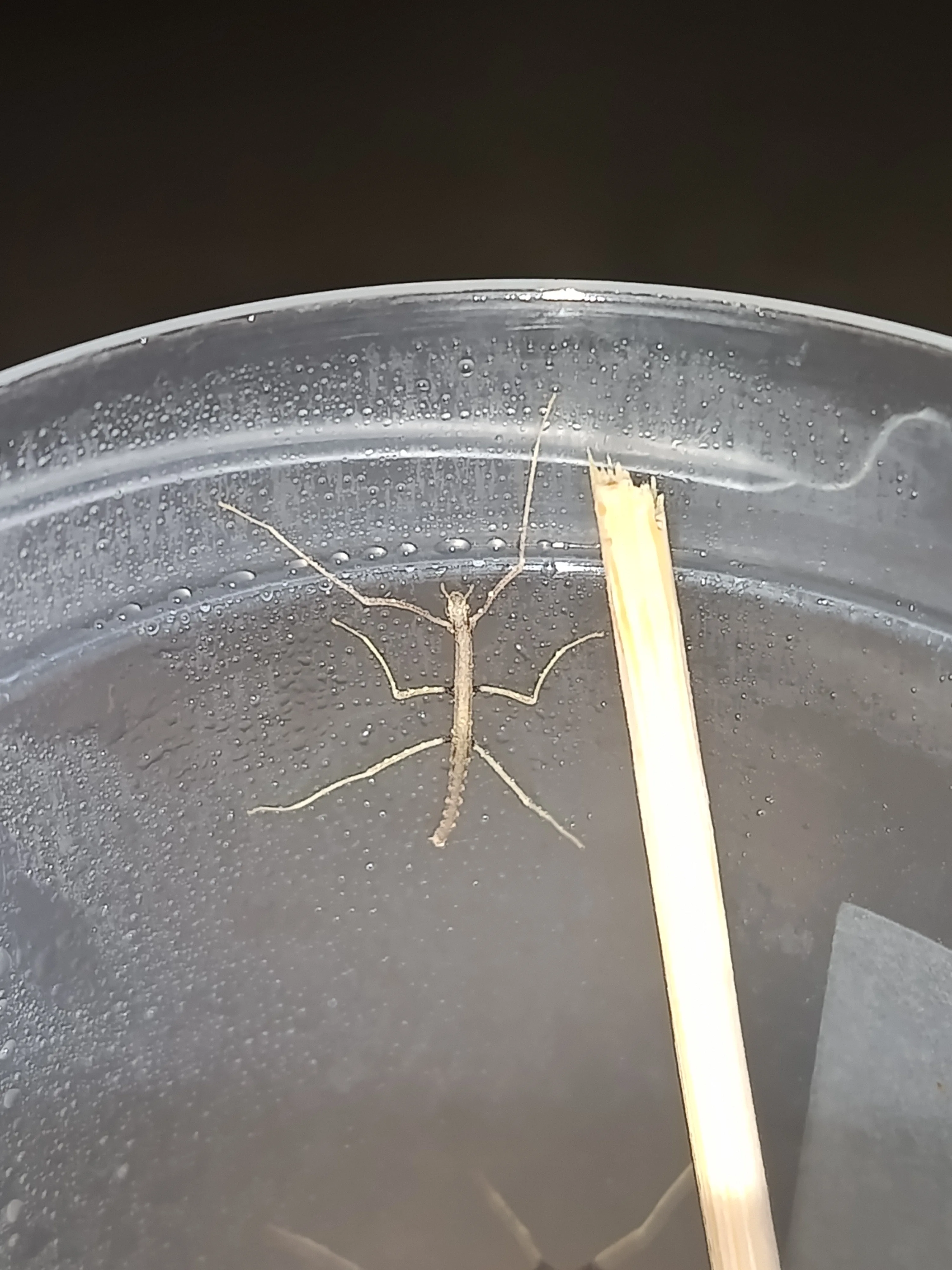 YAVRU SOPA BÖCEKLERİ(Medauroidea Extradentata)