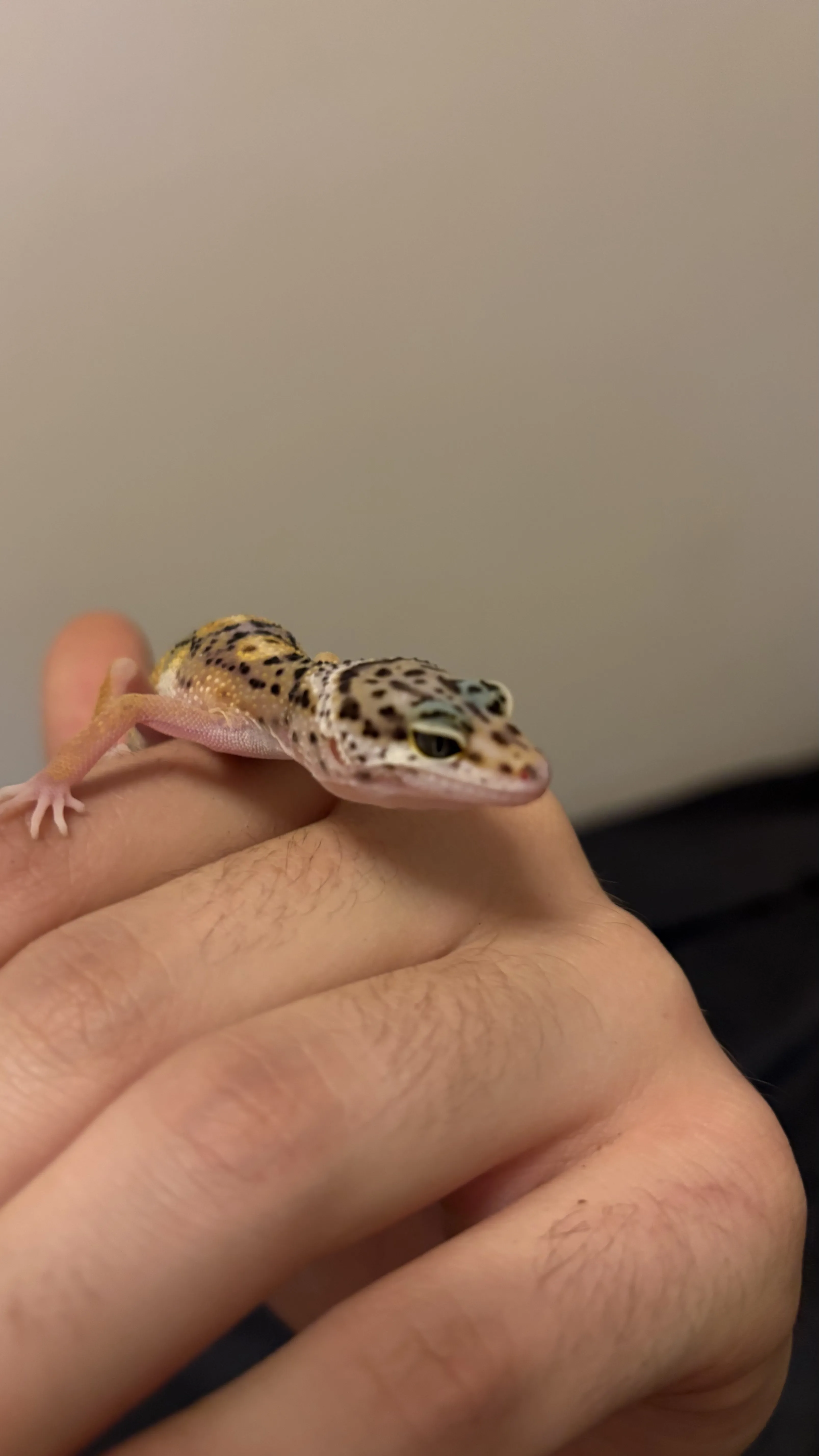 5 aylık Leopard Geckolar