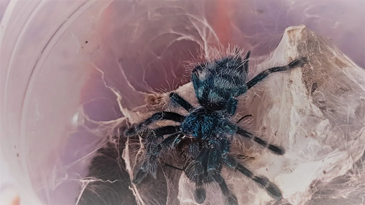 Caribena Versicolor L2 Koleksiyonluk Burada