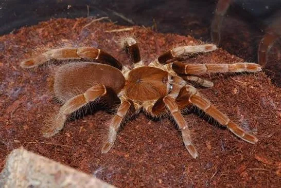 Hysterocrates Gigas