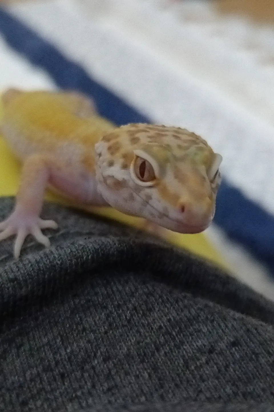 5 aylık sağlıklı leopard gecko