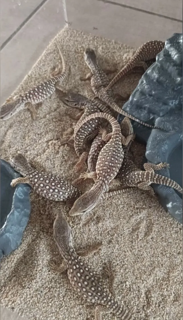 SAĞLIKLI SAVANNAH MONITOR 2 AYLIK - İzmir konumunda Satılık ilan