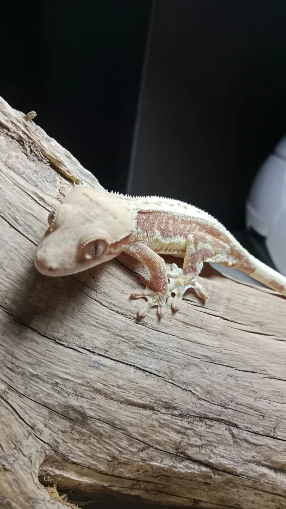 red base lily white crested gecko 1 yaşında sağlıklı erkek hobıiyi bırakacağım için satıyorum teraryum vesaire verlilece