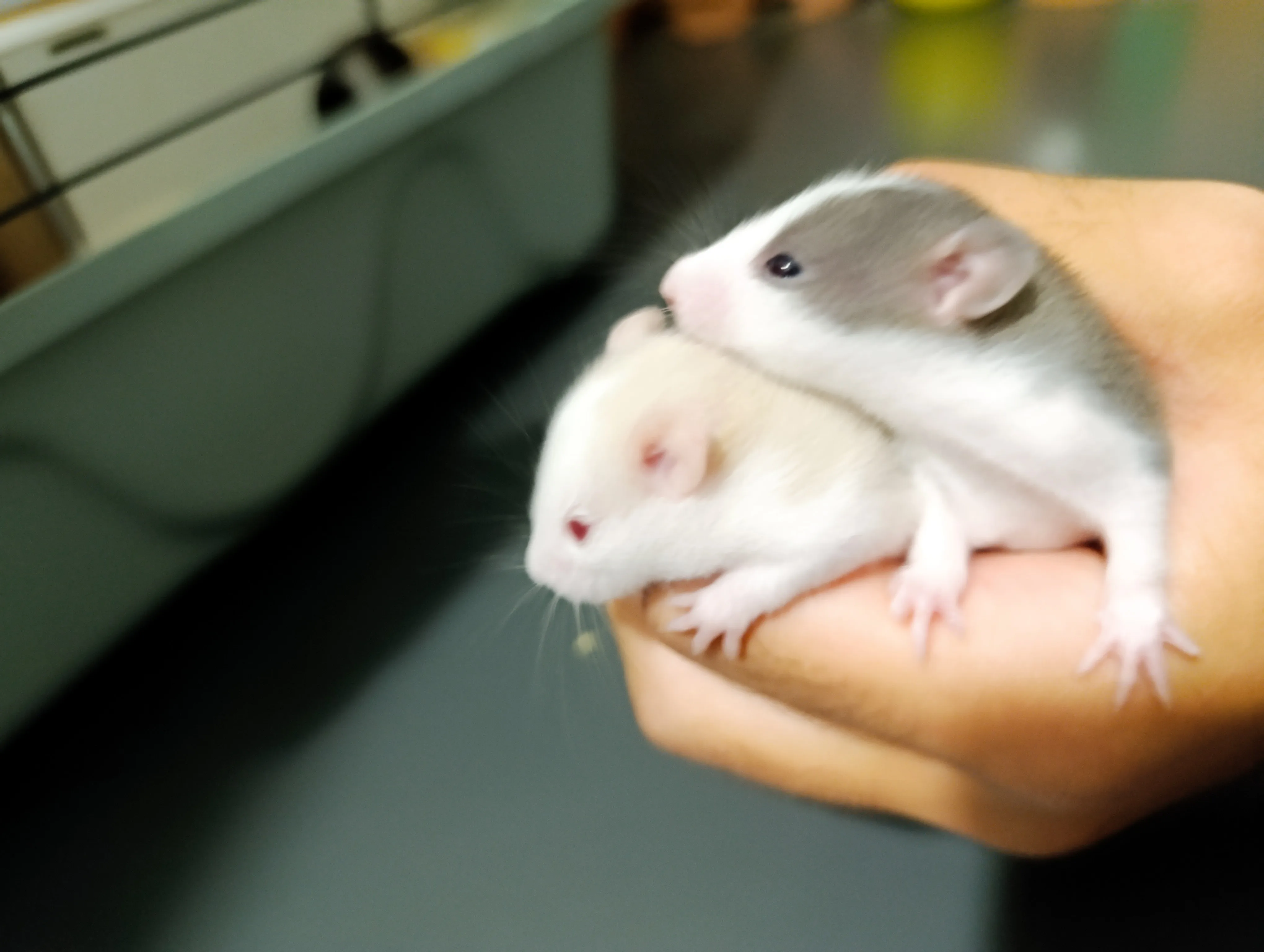 9 adet dumbo husky albino rat yavruları sahiplendirilecektir