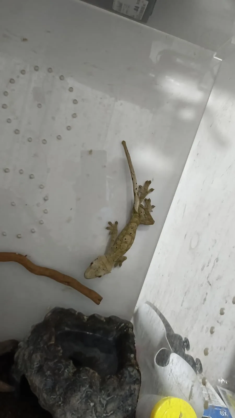 Yetişkin Erkek Crested Gecko + 40x40x60 Teraryum