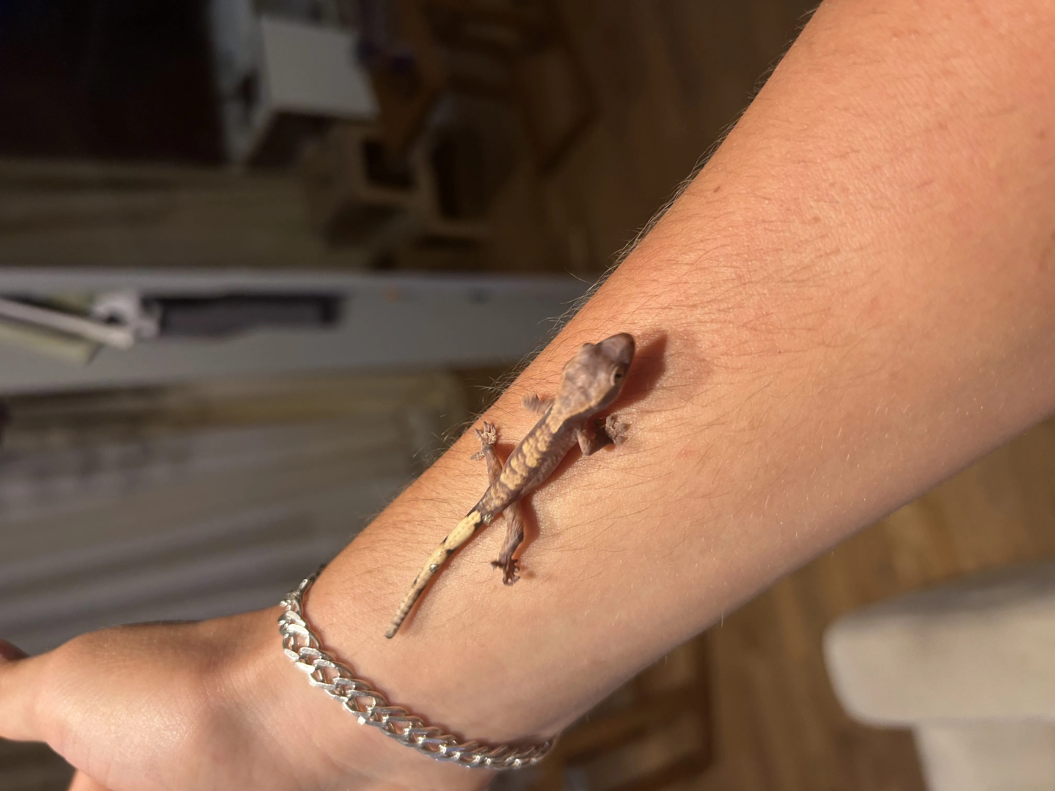 Crested gecko üst kalite yavrular