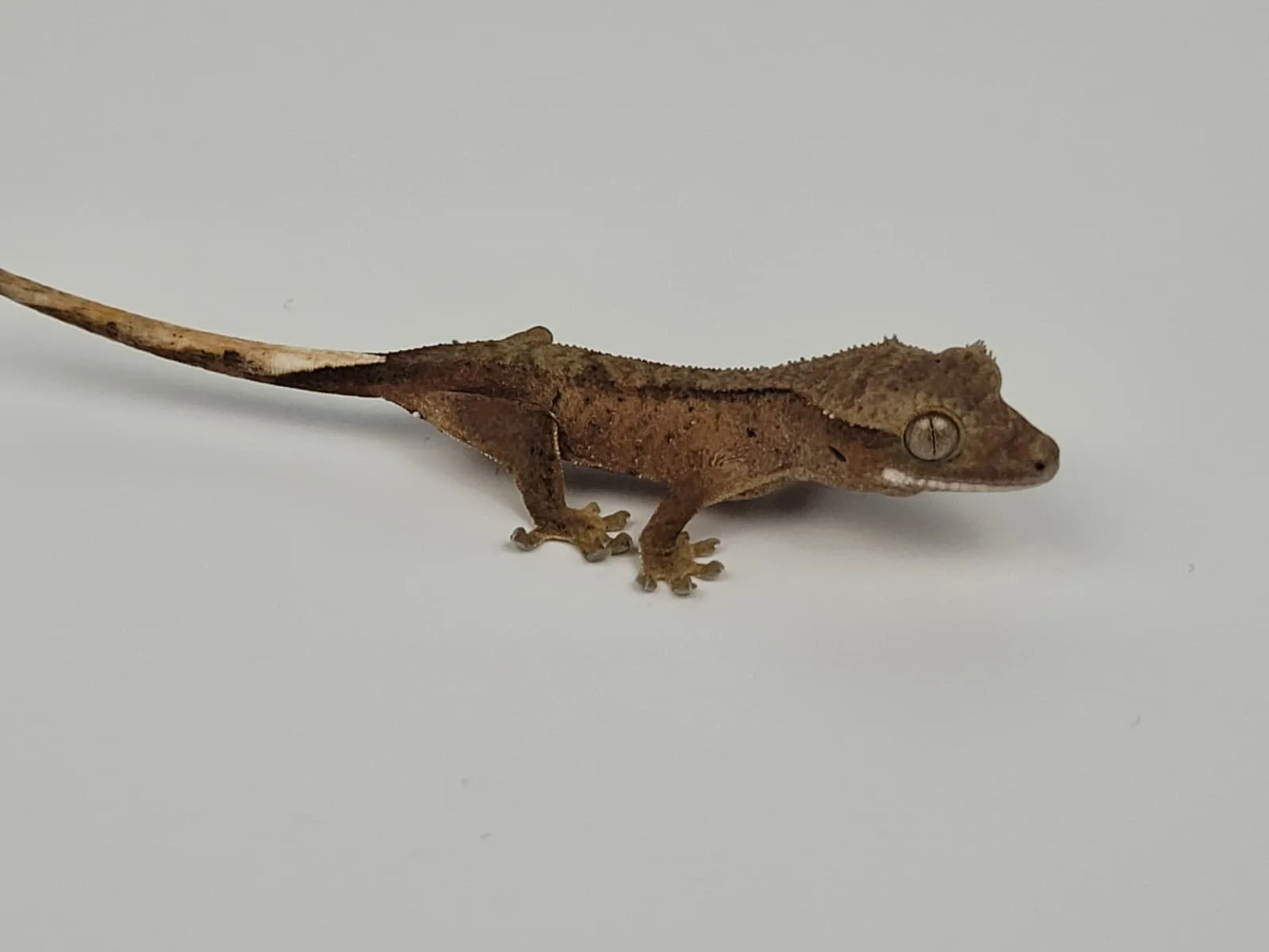 Sağlıklı Yavru Crested Geckolar - İzmir konumunda Satılık ilan