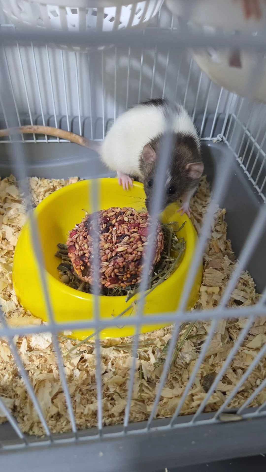 2 adet Fancy rat dişi 6-7 aylık tüm set birlikte iki adet kafes