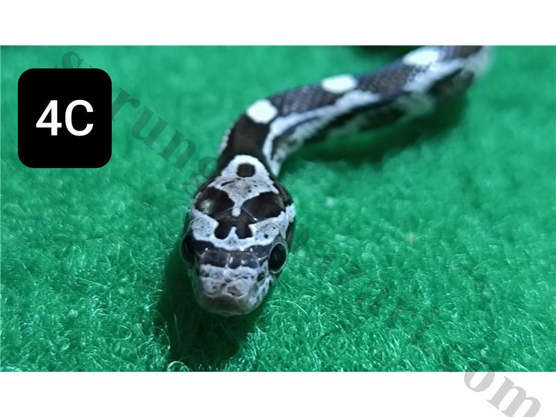 Yavru Corn Snake  1