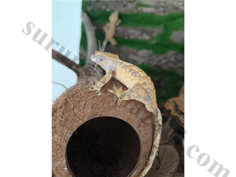 İştahlı ele kola alışık crested