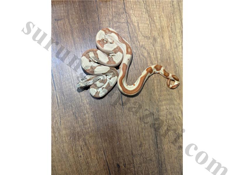 Uysal Boa yavruları 