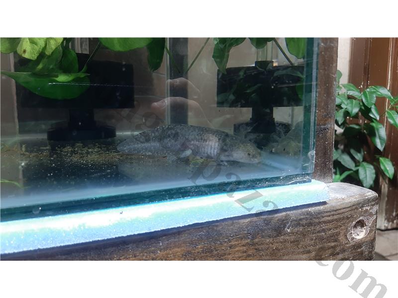 Axolotl sağlıklı Olgun 