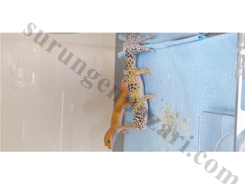 1 ÇİFT LEOPARD GECKO ADULT