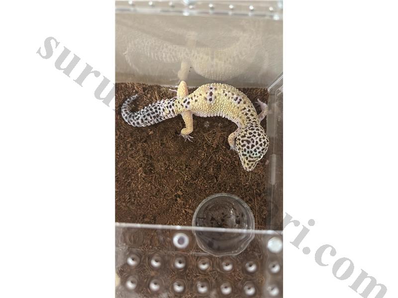ACİL SATILIK UYGUN FİYAT ADULT LEOPARD GECKO