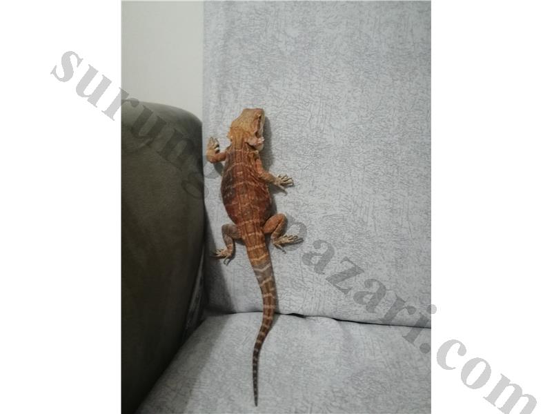 Leatherback bearded dragon 10 aylık dişi her şeyiyle