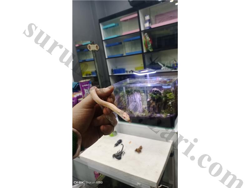 PrehistoricPets güvencesi ile Albino Corn