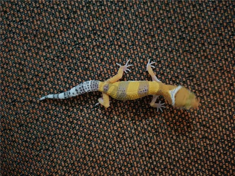 5 aylık Leopard gecko 