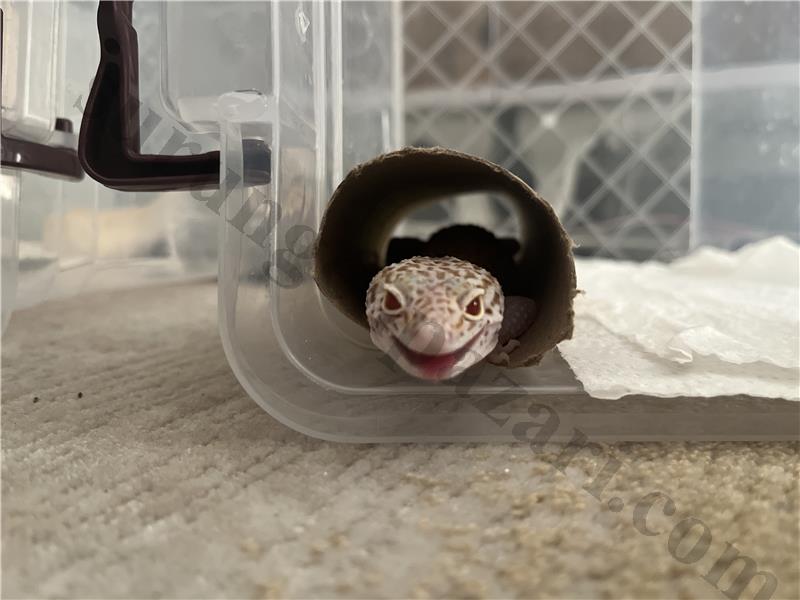 1.5 yaşında dişi sağlıklı leopard gecko