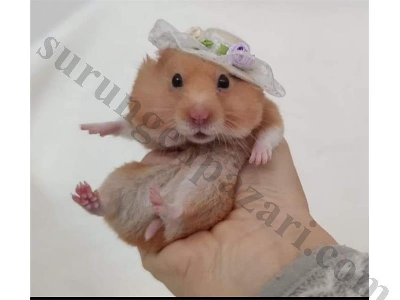 Yavru yada yetişkin hamster