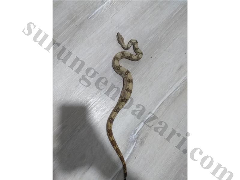 Sağlıklı Red Tail Boa