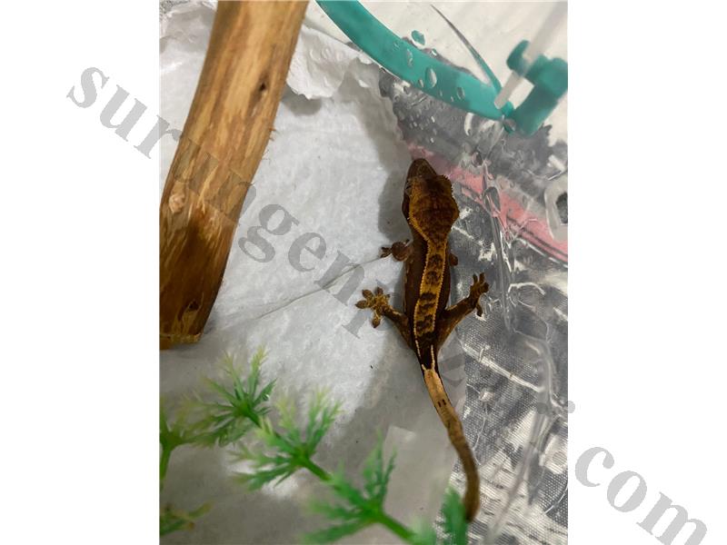 1 aylık yavru crested gecko yavruları 