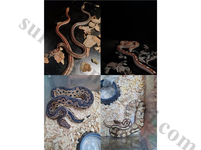 Ball Python ve Corn Snake