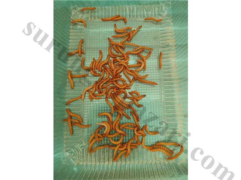 Un Kurdu Her Boy Mevcut