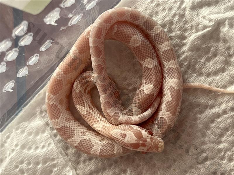 Yavru Snow corn snake iştahlı