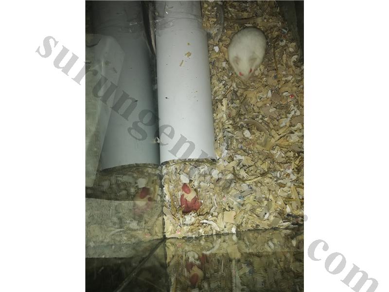 Albino gonzalez hamster yavruları 
