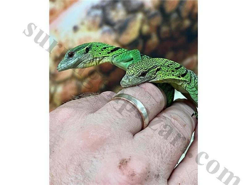 Yeşil ağaç monitör kertenkelesi satılık 