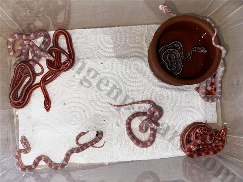 CORN Snake 