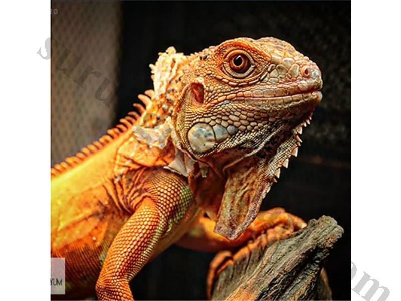 Kırmızı iguana 6 Aylık Çipli Cities (Resmi Belgeli)