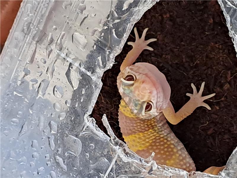 Tatlı mı tatlı yavru gecko