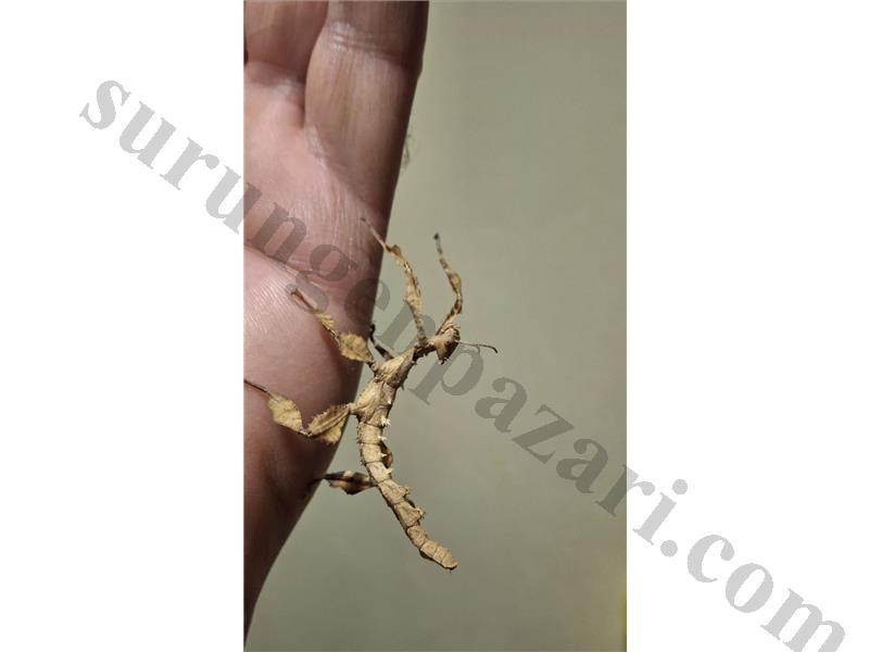 Dikenli Yaprak Böceği