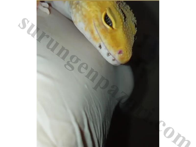 Ay göz leopard gecko