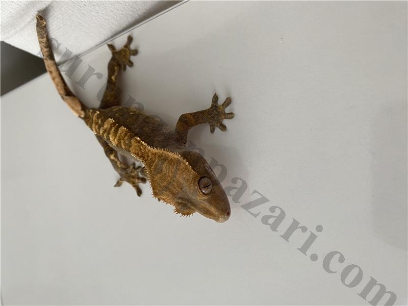 Crested Gecko