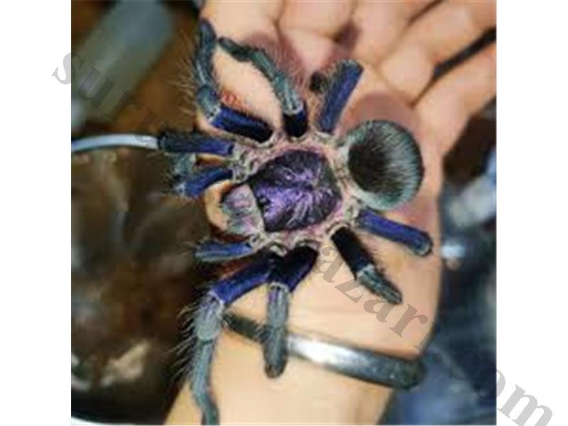 Phormictopus sp. Dominican Purple