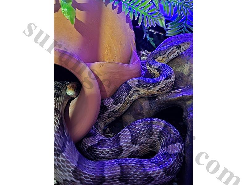 Corn snake 2 yasinda ve 3,5 yasinda satilik