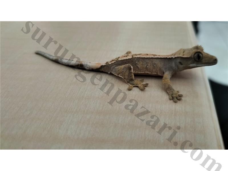 4.5 5 aylık yavru crested gecko 
