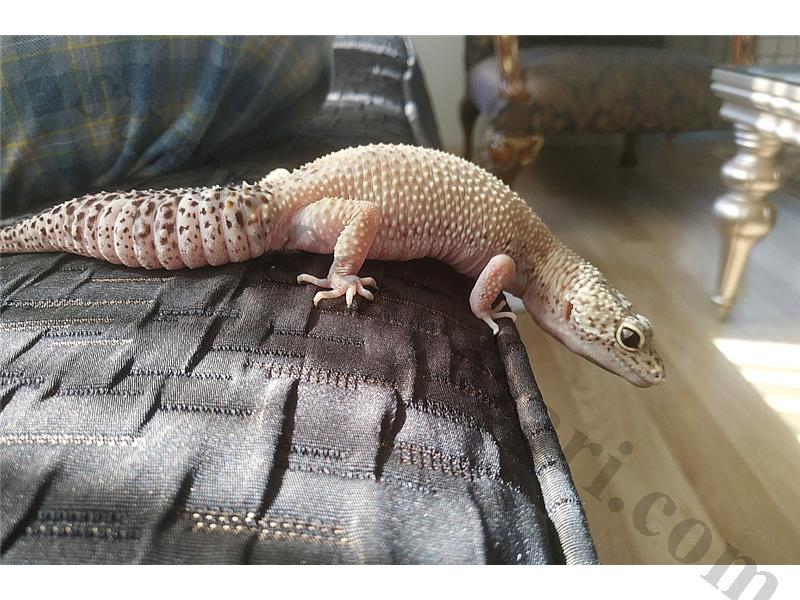 YETIŞKIN DIŞI LEOPARD GECKO