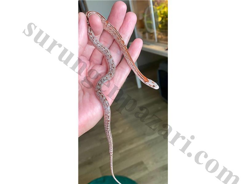 Bloodred Tessera Corn Snake Yavruları Son 2 Adet