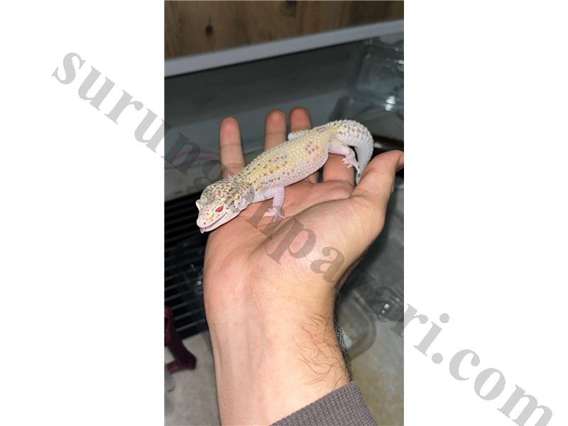 Özel morph Yetişkin dişi leopard gecko 